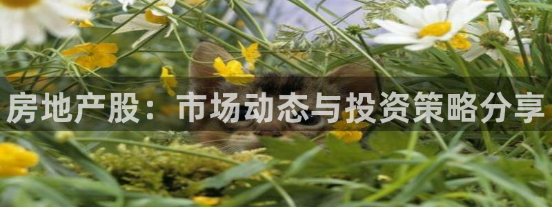 风暴娱乐待遇：房地产股：市场动态与投资策略分享